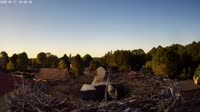 Storks