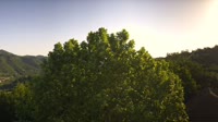 Bosia - Panorama