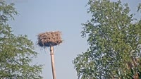 Grabenstätt - Winkl - Cigognes