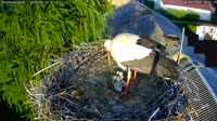 Kozubszczyzna - stork's nest on a field