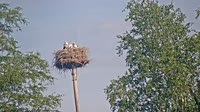 Grabenstätt - Winkl - Bociany