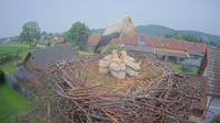 Tillmitsch - Cicogne