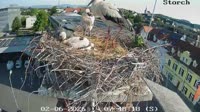 Gleisdorf - Storks