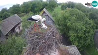 Jasenovac - Lonjsko polje - Cigognes