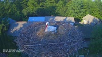 Zastawki - Storks