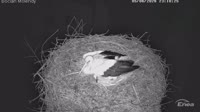 Molendy - Storks