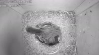 Nest box