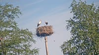 Grabenstätt - Winkl - Cicogne