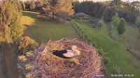 Strzelce - Storks