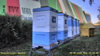 Apiary