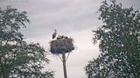 Grabenstätt - Winkl - Storks