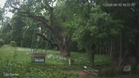 Zagnańsk - Dąb Bartek