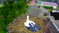 Kozubszczyzna - stork's nest on a field