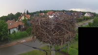 Bociany