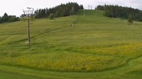 Koziniec