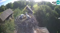 Jasenovac - Lonjsko polje - Storks