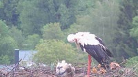 Grafenau - Storks