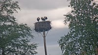 Grabenstätt - Winkl - Storks