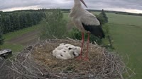 Frankfurt - Lossow - Storks
