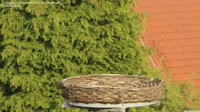 Ludwigsburg - Storks