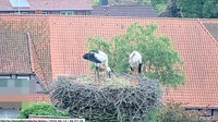 Hohne - Storks