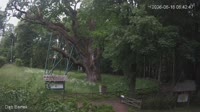 Zagnańsk - Dąb Bartek