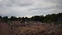Storks