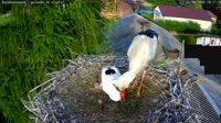 Kozubszczyzna - stork's nest on a field