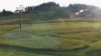 Koziniec