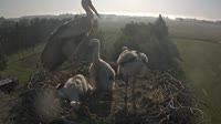 Frankfurt - Lossow - Storks