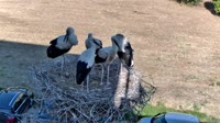 Filippiada - Storks