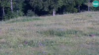 Cardini - Monte Alpet - Roburent