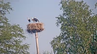 Grabenstätt - Winkl - Cicogne