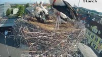 Gleisdorf - Storks