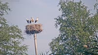 Grabenstätt - Winkl - Bociany