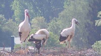 Grafenau - Storks