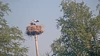 Grabenstätt - Winkl - Storks