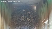 Roncourt - Casa para pájaros