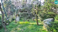 Zagreb - Zoo - Buitres leonados
