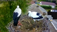 Kozubszczyzna - stork's nest on a field