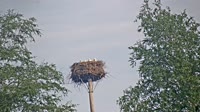 Grabenstätt - Winkl - Cigüeñas
