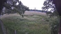 Hofgeismar - Zoológico de Sababurg - Bisonte europeo