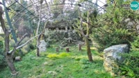 Zagreb - Zoo - Buitres leonados