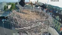 Gleisdorf - Storks