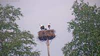 Grabenstätt - Winkl - Störche
