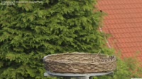 Ludwigsburg - Storks