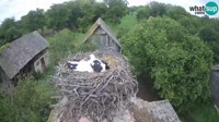 Jasenovac - Lonjsko polje - Storks