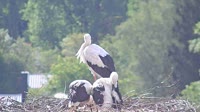 Grafenau - Storks
