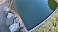 Hofgeismar - Sababurg Zoo - Humboldt penguins