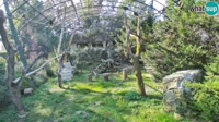 Zagreb - Zoo - Griffon vultures